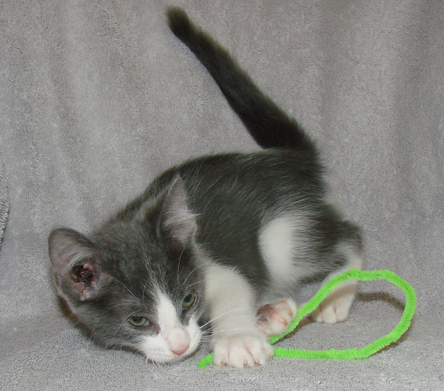 picture of Darnell, a Domestic Short Hair gray/white