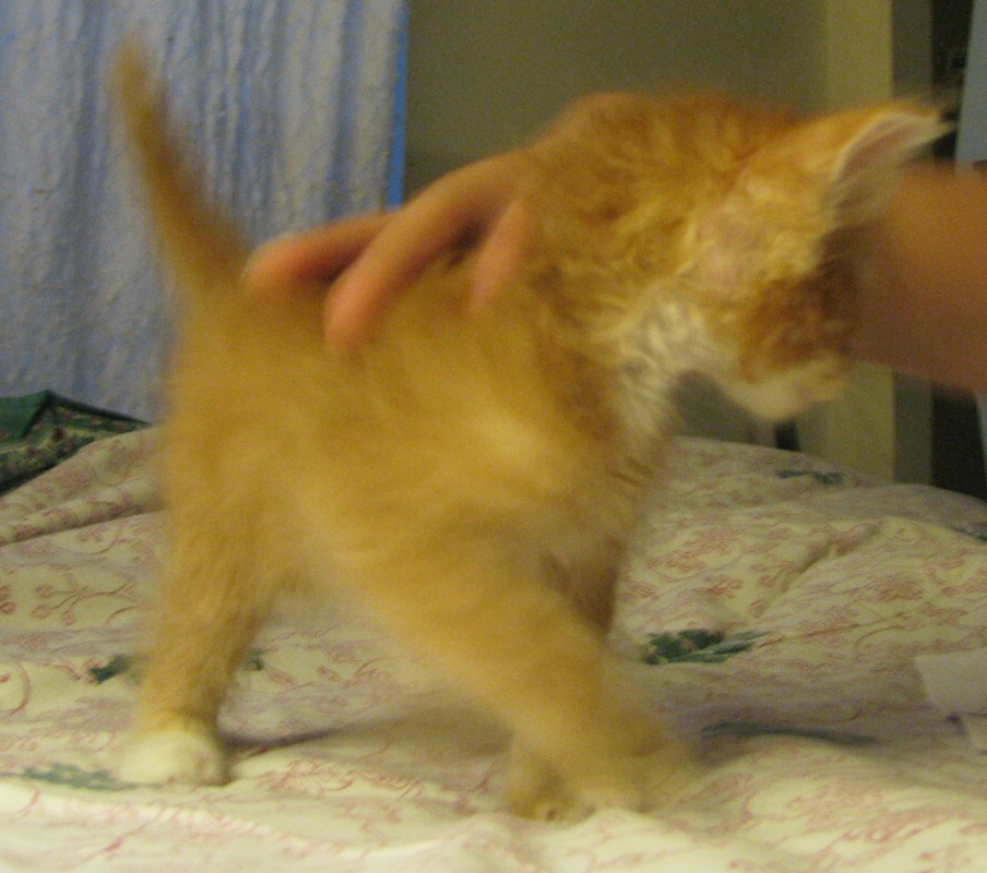 picture of Cheetoh, a Domestic Short Hair orange/white