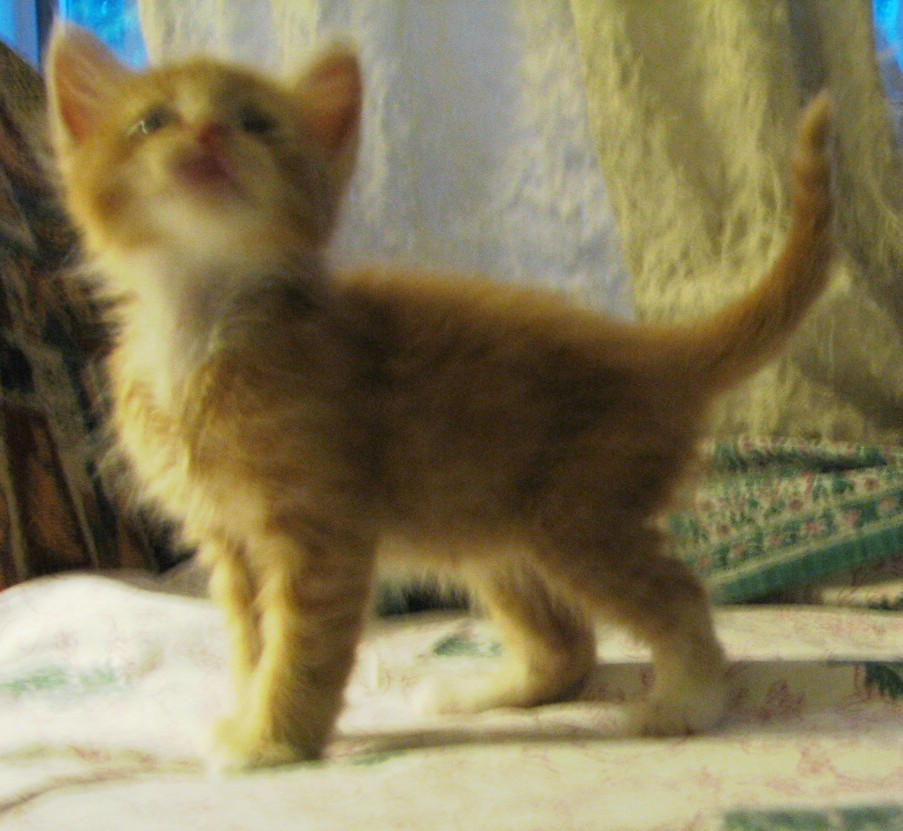 picture of Cheetoh, a Domestic Short Hair orange/white