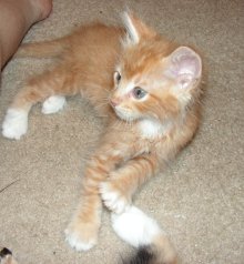 picture of Cheetoh, a Domestic Short Hair orange/white