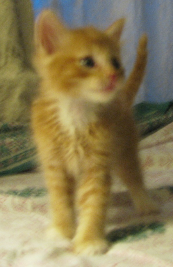 picture of Cheetoh, a Domestic Short Hair orange/white