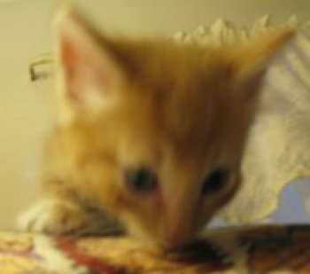 picture of Cheetoh, a Domestic Short Hair orange/white