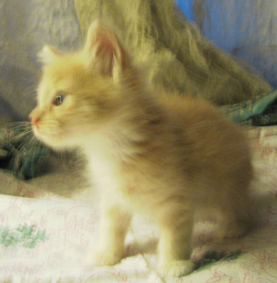 picture of Gobi, a Domestic Short Hair white/tabby