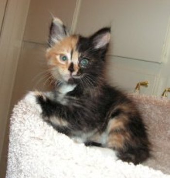 picture of Reeses, a Domestic Short Hair calico