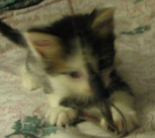 another picture of Moo Cat, a Domestic Medium Hair white/tabby