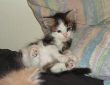 picture of Moo Cat, a Domestic Medium Hair white/tabby