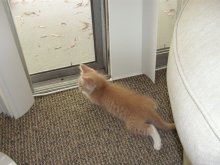another picture of Sandi, a Domestic Medium Hair buff/white