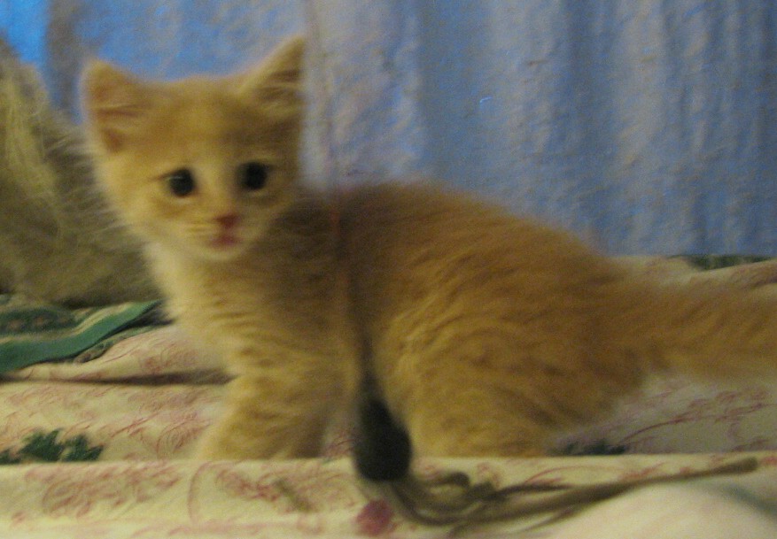 picture of Sandi, a Domestic Medium Hair buff/white