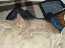 picture of Sandi, a Domestic Medium Hair buff/white