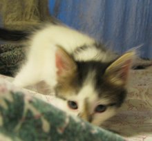 another picture of Cricket, a Domestic Short Hair white/tabby