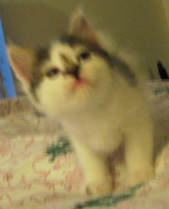 picture of Cricket, a Domestic Short Hair white/tabby