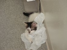 picture of Cricket, a Domestic Short Hair white/tabby