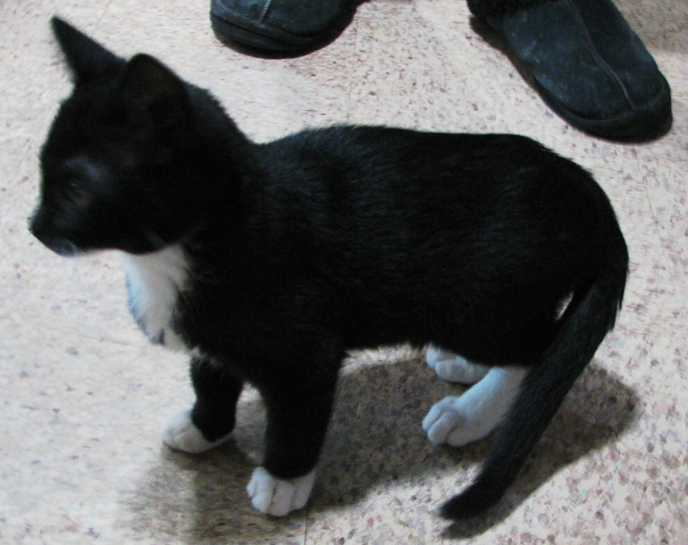 picture of Linus, a Domestic Short Hair black/white