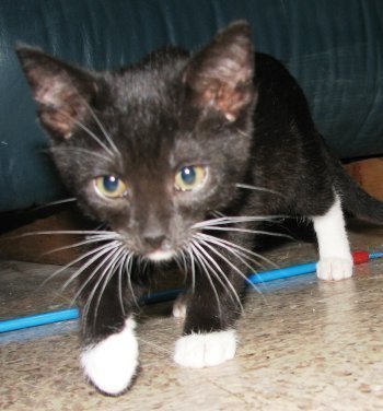 picture of Linus, a Domestic Short Hair black/white