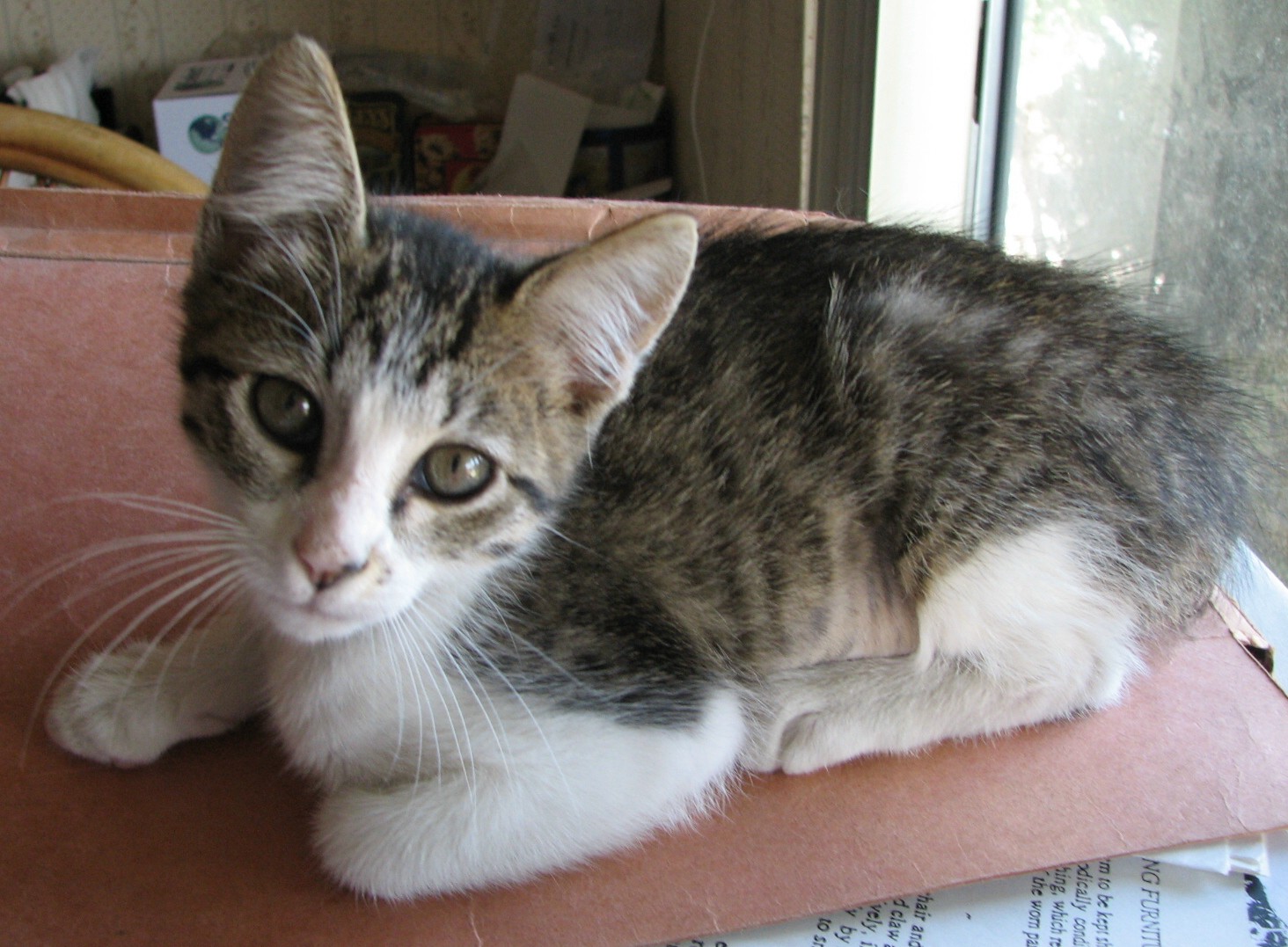 picture of Lucy, a Domestic Short Hair brown tabby/white