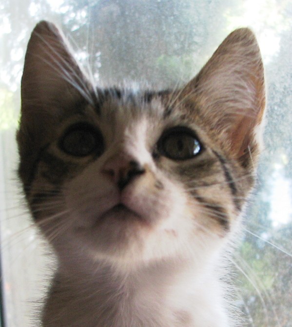picture of Lucy, a Domestic Short Hair brown tabby/white