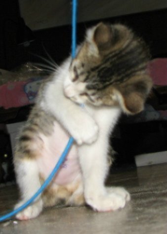 picture of Lucy, a Domestic Short Hair brown tabby/white