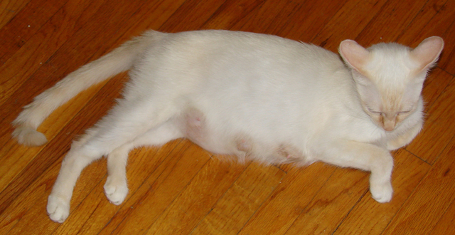 picture of Janie, a Siamese/Domestic Short Hair-x flamepoint