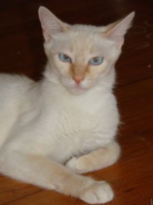 picture of Janie, a Siamese/Domestic Short Hair-x flamepoint