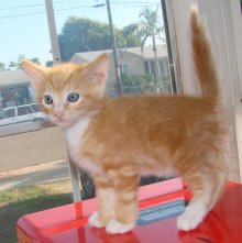 another picture of Ballic, a Domestic Medium Hair orange classic tabby/white