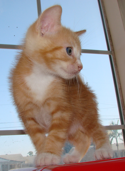 picture of Ballic, a Domestic Medium Hair orange classic tabby/white