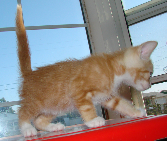 picture of Ballic, a Domestic Medium Hair orange classic tabby/white