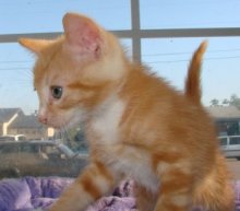 picture of Ballic, a Domestic Medium Hair orange classic tabby/white