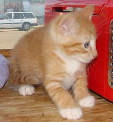 another picture of Niko, a Domestic Medium Hair orange/white