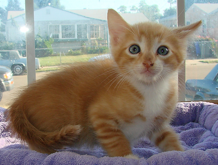 picture of Niko, a Domestic Medium Hair orange/white