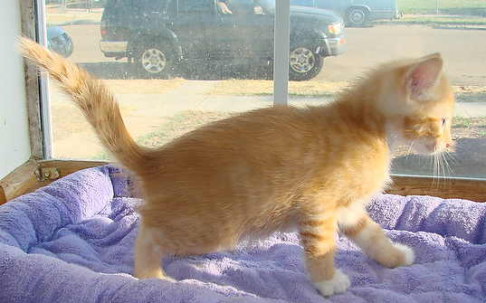 picture of Niko, a Domestic Medium Hair orange/white