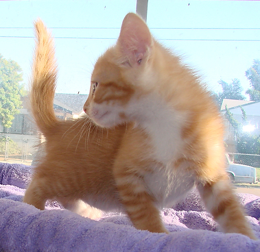 picture of Niko, a Domestic Medium Hair orange/white