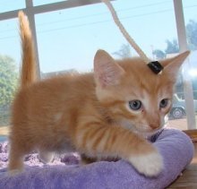 picture of Niko, a Domestic Medium Hair orange/white