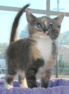 another picture of Juno, a Domestic Medium Hair dilute calico