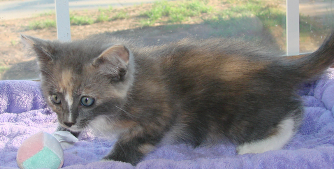 picture of Juno, a Domestic Medium Hair dilute calico