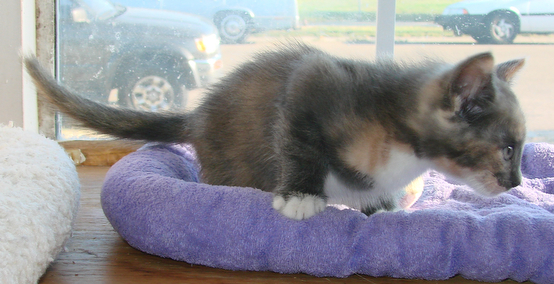 picture of Juno, a Domestic Medium Hair dilute calico