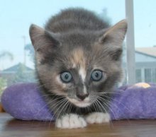 picture of Juno, a Domestic Medium Hair dilute calico