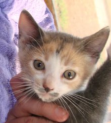 another picture of Stash, a Domestic Medium Hair dilute calico