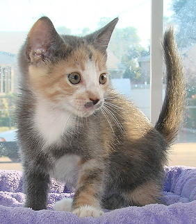 picture of Stash, a Domestic Medium Hair dilute calico