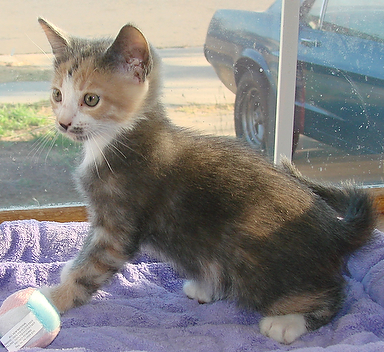 picture of Stash, a Domestic Medium Hair dilute calico