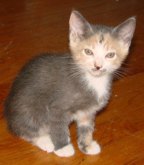 picture of Stash, a Domestic Medium Hair dilute calico