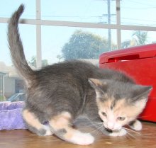 picture of Stash, a Domestic Medium Hair dilute calico