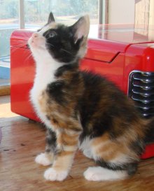 another picture of Crybaby, a Domestic Medium Hair calico