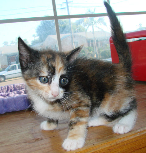 picture of Crybaby, a Domestic Medium Hair calico