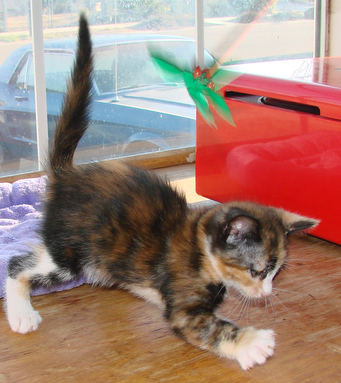 picture of Crybaby, a Domestic Medium Hair calico