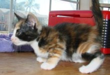 picture of Crybaby, a Domestic Medium Hair calico