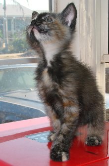 another picture of Amelia, a Domestic Medium Hair tortoise-shell