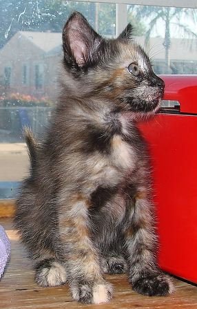 picture of Amelia, a Domestic Medium Hair tortoise-shell