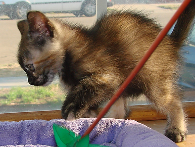 picture of Amelia, a Domestic Medium Hair tortoise-shell