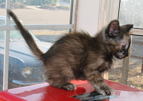 picture of Amelia, a Domestic Medium Hair tortoise-shell