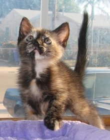 picture of Amelia, a Domestic Medium Hair tortoise-shell